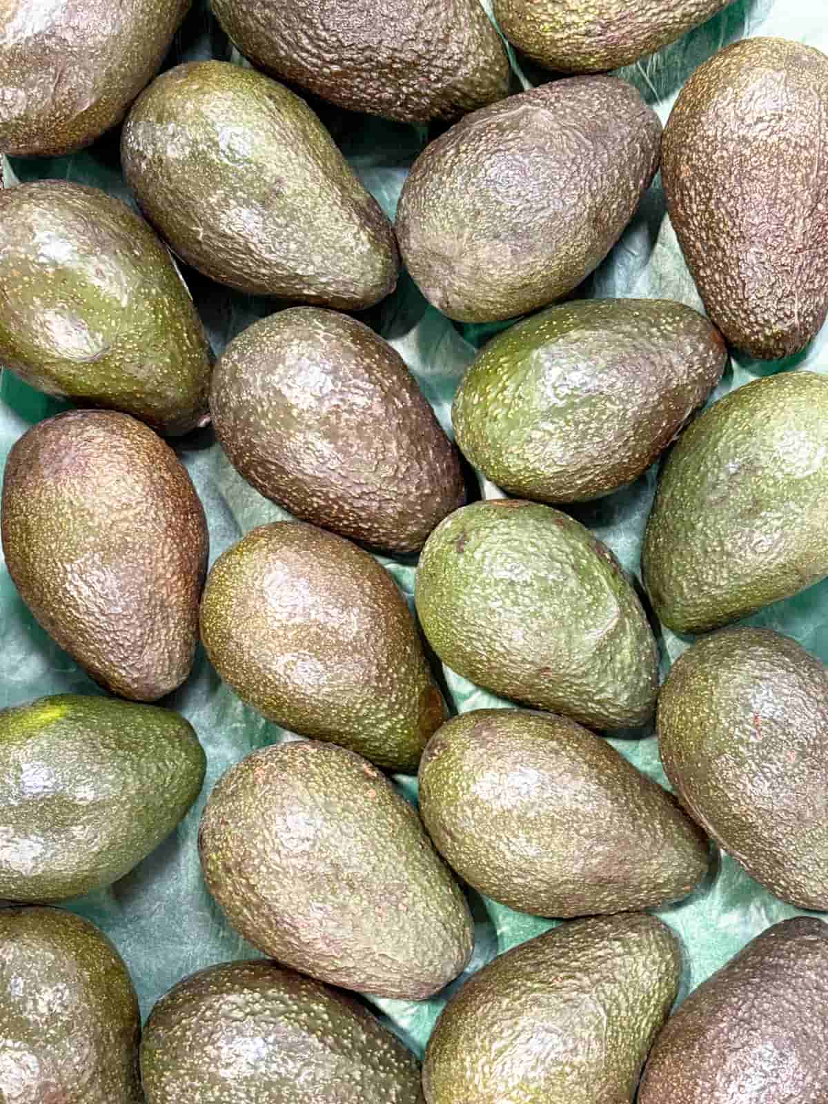 Avocados at the grocery store.